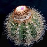 Melocactus perezassoi, Cu ©Lisvanys García.jpg